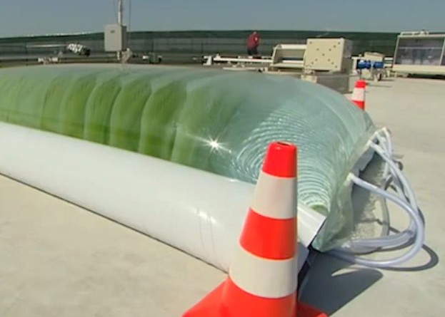 algae-1