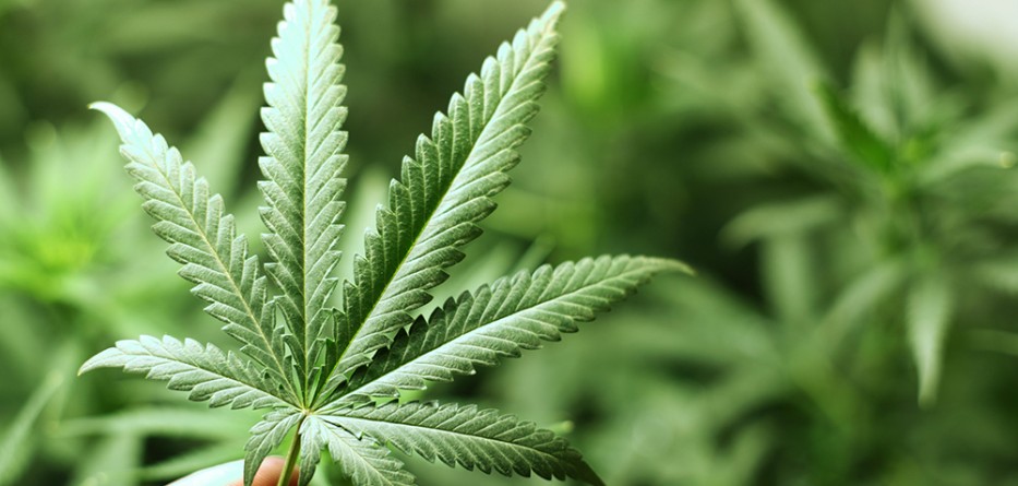 medical-marijuana-cerebal-palsy