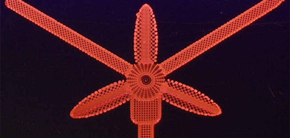 4d