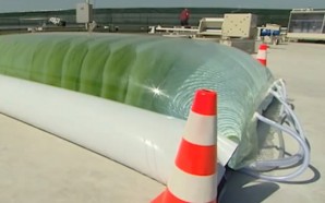 algae-1