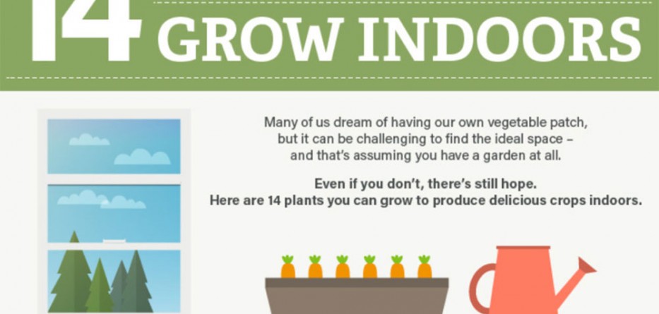14-plants-that-you-can-grow-indoors-lead-889x618