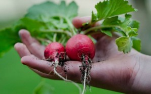 hotel-gardening