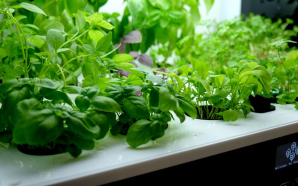 Homefarm-Home-Hydroponic-Garden-02