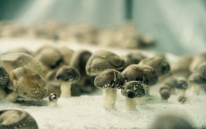 Mushrooms-La-Caverne